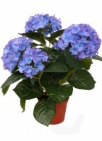 Kunst hortensia blauw 36 cm