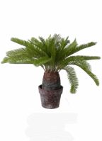 Cycas kamerplant 40 cm