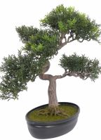 Bonsai boom tealeaf