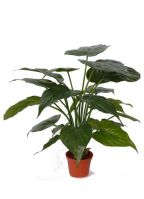 Alocasia kamerplant 51 cm